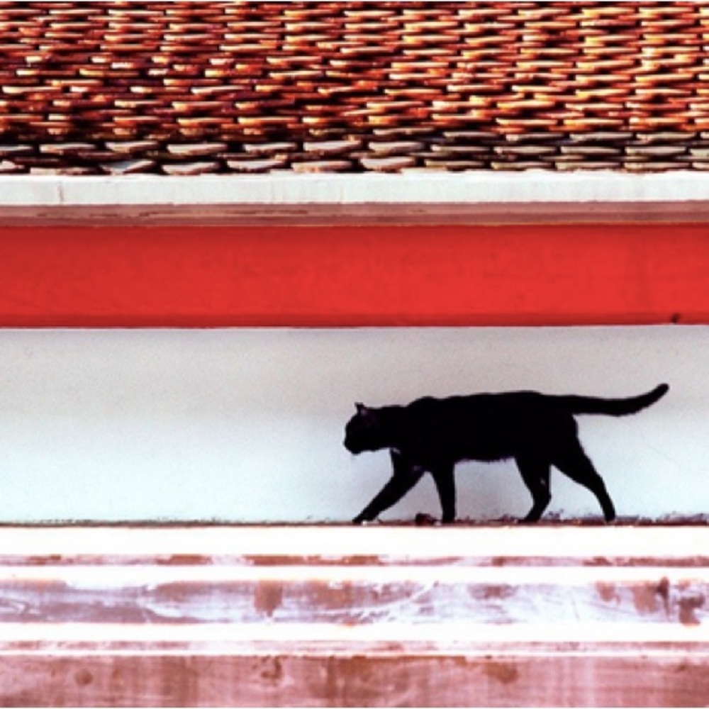 Gato Negro